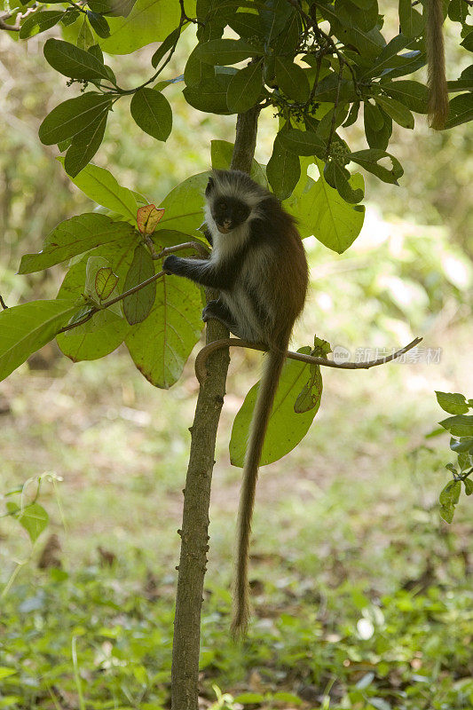 在坦桑尼亚桑给巴尔的Jozani森林保护区，Kirk的红疣猴(Procolobus kirkii)正在撒尿